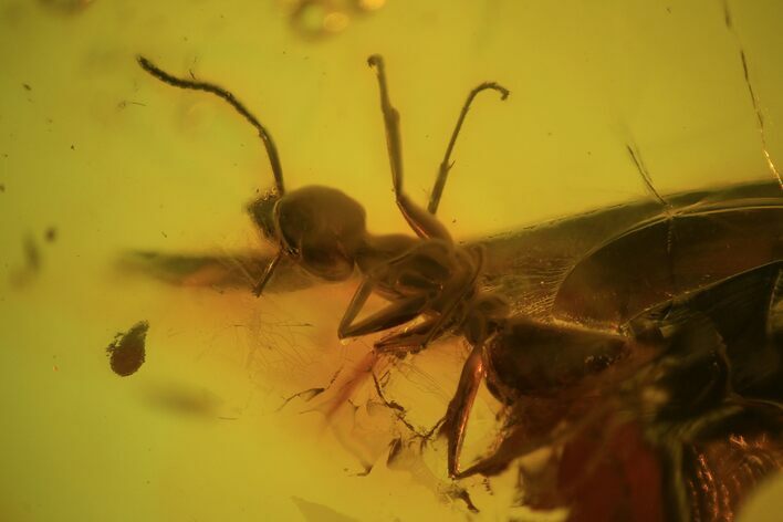 Fossil Ant (Formicidae) In Baltic Amber #81716
